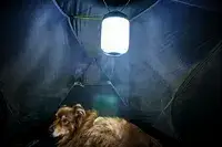 A dog sits inside the Kuiu Mountain Star 2 Person Tent under a handing light