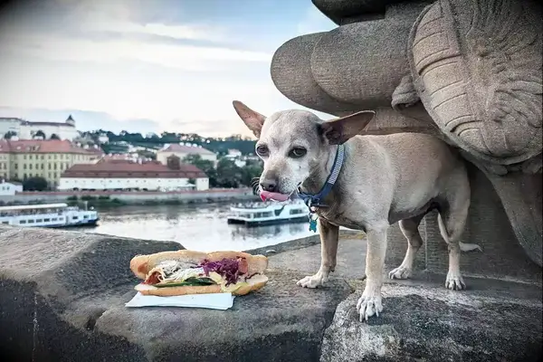 I’m a Travel Writer With a Mental Health Disability Who Travels With a Service Dog, This Is What We Packed – All Under on Amazon Tout