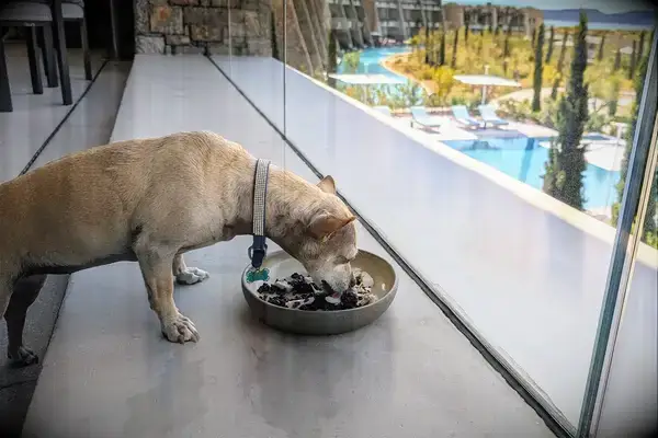 I’m a Travel Writer With a Mental Health Disability Who Travels With a Service Dog, This Is What We Packed – All Under on Amazon Tout