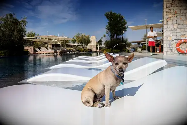 I’m a Travel Writer With a Mental Health Disability Who Travels With a Service Dog, This Is What We Packed – All Under on Amazon Tout