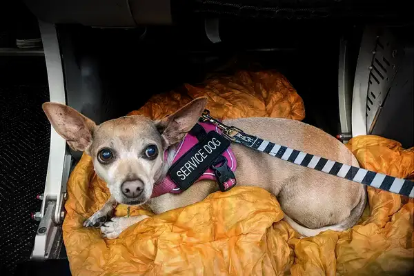 I’m a Travel Writer With a Mental Health Disability Who Travels With a Service Dog, This Is What We Packed – All Under on Amazon Tout