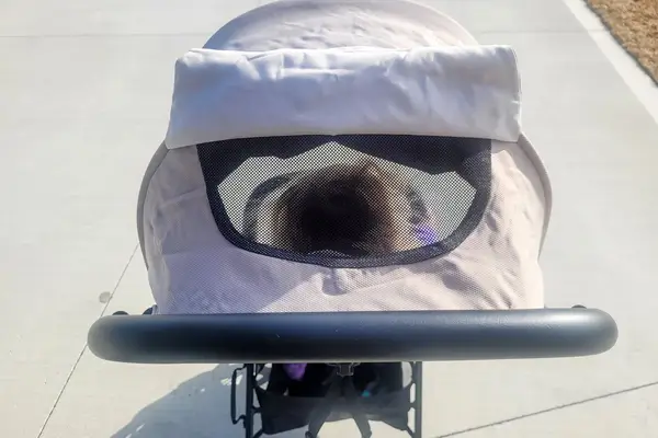 The hood on the Inglesina Quid Stroller