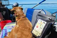 A dog sitting near a filled Nite Ize RunOff Waterproof Phone Case on a boat