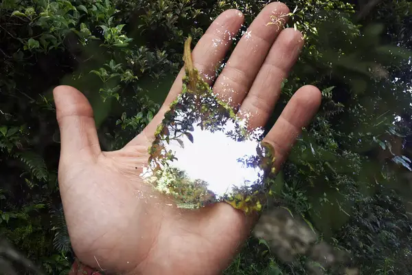 A digital-assembly artwork by the Wimblu collective showing a hand, greenery, and reflections
