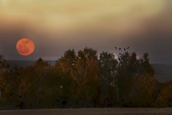 harvest moon rising over autumn trees with birds perched on them