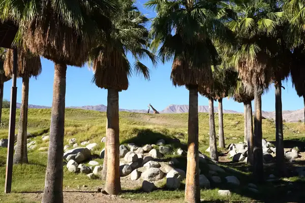 View of giraffes between palm trees at the Palm Springs Living Zoo