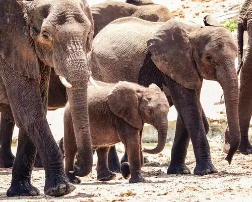 Elephant family at Chobe National Park