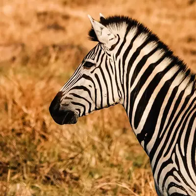 Zebra in Botswana