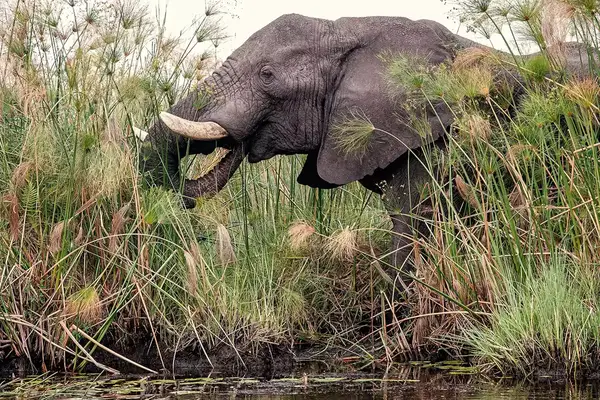 Elephant Okavango Delta Botswana