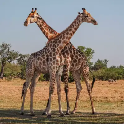 Giraffes Moremi Game Reserve Botswana