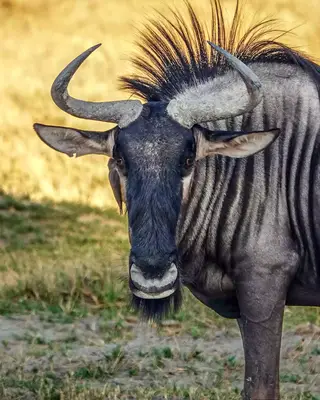 Wildebeest Moremi Game Reserve Botswana
