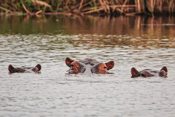 Hippos Camp Okavango Botswana