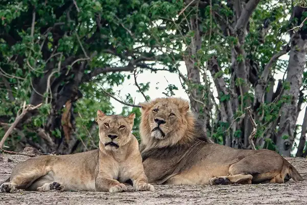 Lions at Chobe National Park