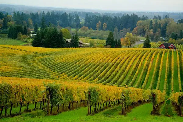 Willamette Valley vineyard, Oregon