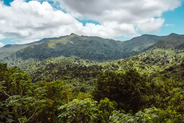 Landscape shot of the rainforest El Yunque