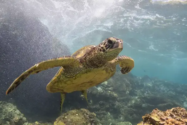 Turtle swimming from cave, Oahu, Hawaii