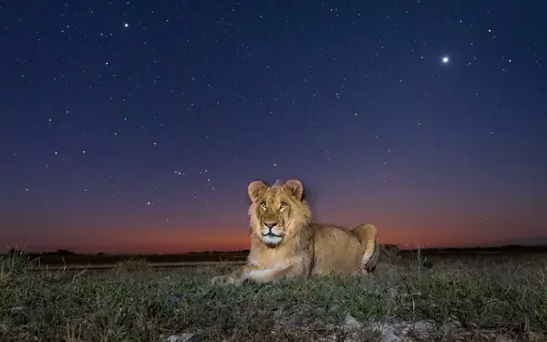 A lion at night in Liuwa Plain National Park, Zambia