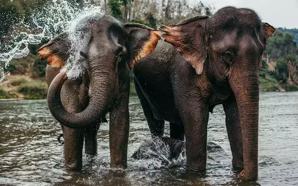 Elephants at MandaLao Sanctuary near Luang Prabang, Laos