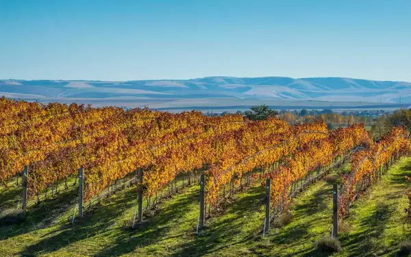 Grape vines in Walla Walla, Washington, looking toward the Blue Mountains