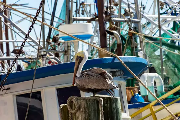 Pelican on a pylon near the shrimp boats in Biloxi, Mississippi