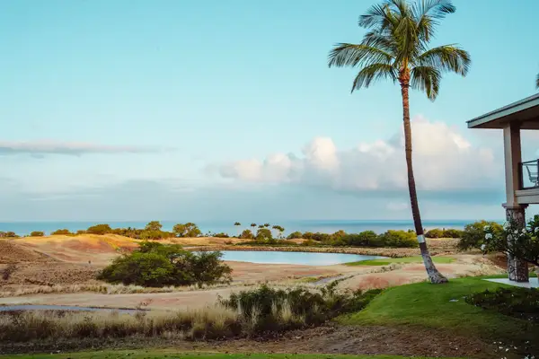 Tropical scene with a palm tree, a green lawn, and distant water under a blue sky