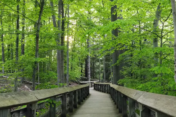 Wooden boardwalk surrounded by trees in a forest, leading into the distance.