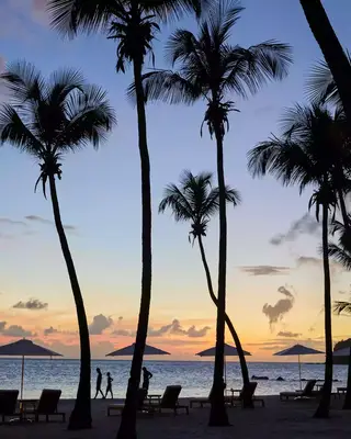 Silhouettes of palm trees and beach chairs at sunset