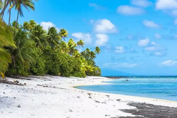 A tropical beach with palm trees and a calm sea