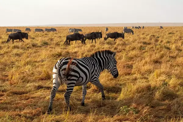 Zebras and wildebeests grazing on an open savannah
