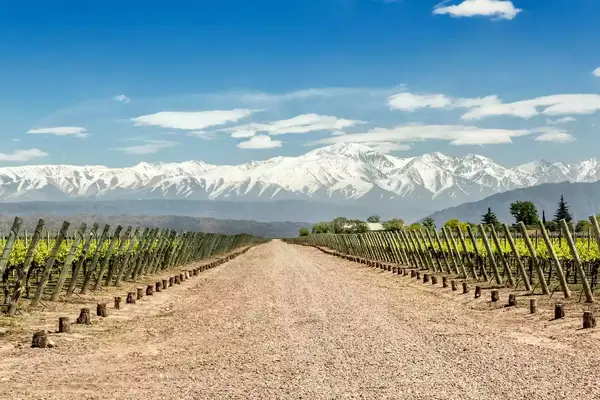 A dirt road flanked by vineyard rows leads to a backdrop of snow-capped mountains