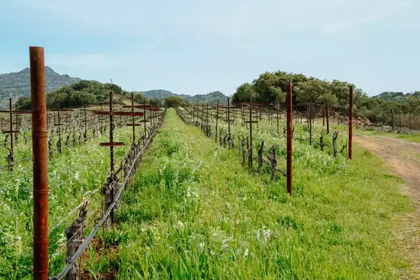 Rows of grapevines in a vineyard