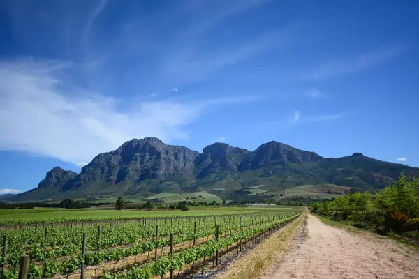 A vineyard landscape with mountains in the background and a dirt path on the right