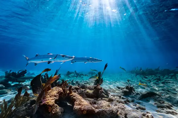 Underwater view of two barracudas, Islamorada, Florida