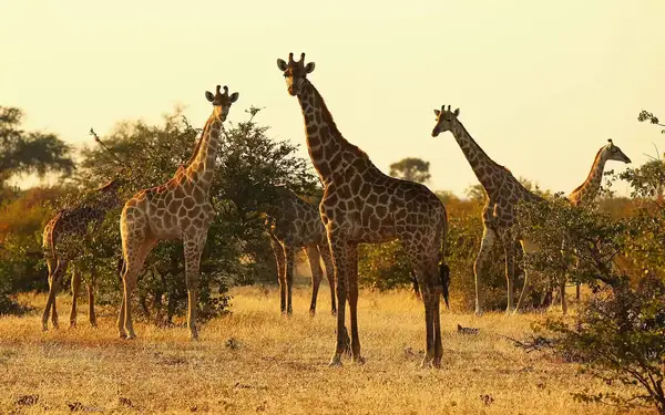 Giraffe Is Now Vulnerable to Extinction Following Population Decline