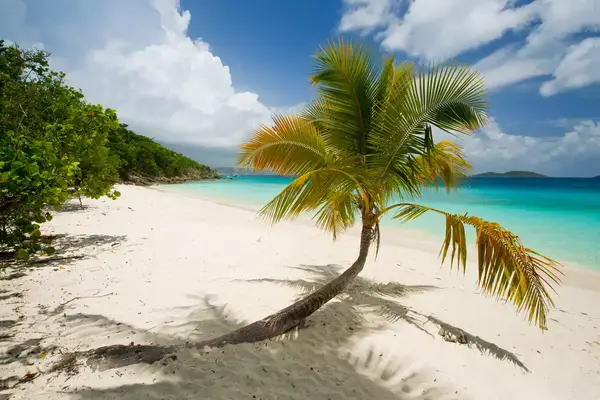 A pristine sandy beach with palm tree in Virgin Islands National Park, St. John, U.S. Virgin Islands.