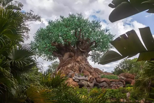 Tree of Life in Animal Kingdom