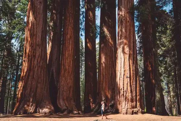Woman walking past large sequoia trees