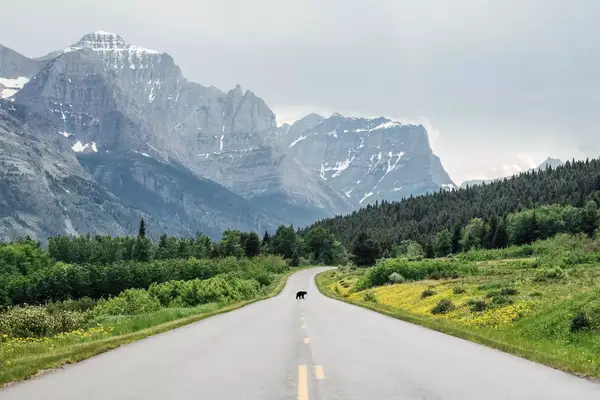 A bear crossing a road in Glacier