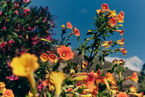 Colorful flowers in Peru.
