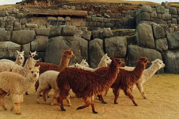 A group of Alpacas in front of a stone wall.