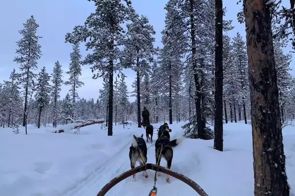 Dog sledding in Abisko, Sweden