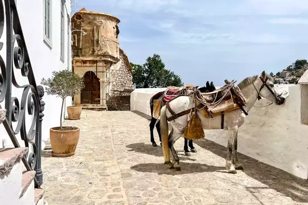 Two horses equipped with saddles standing near a white building in a courtyard with a stone path