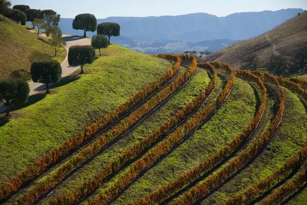 Hillside vineyard with rows of grapevines and scattered trees, landscape view