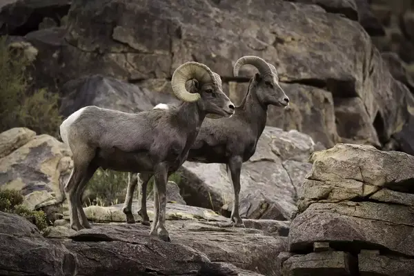 Two bighorn sheep in Joshua Tree national park