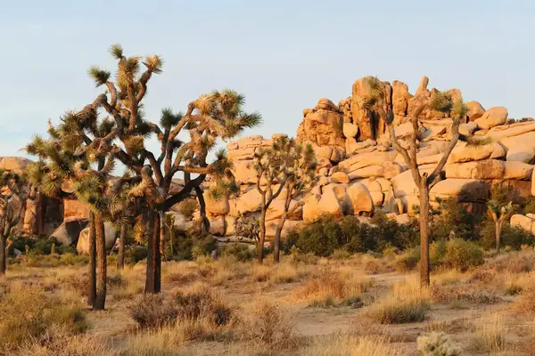 Trees and rocks in Joshua Tree National Park