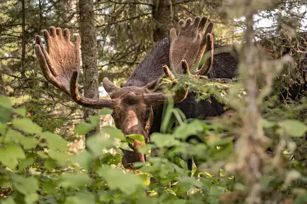 A moose looks through greenery at Rock Harbor campground on Isle Royale in Michigan