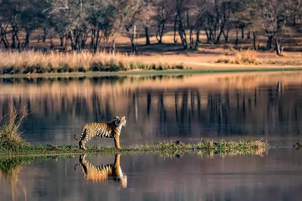 Bengal Tiger reflections in wide-angles from Ranthambhore National Park