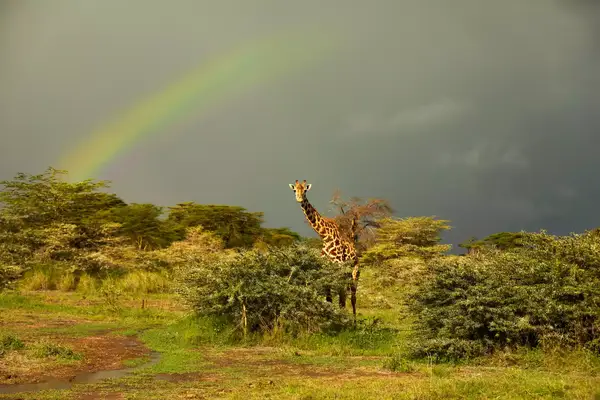 a giraffe on a grassy field with rainbow