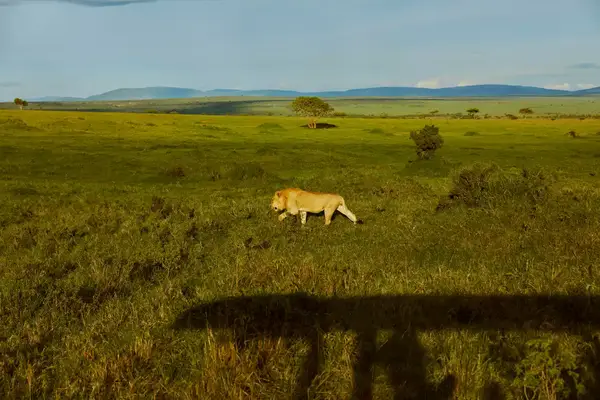 lion seen walking with mountain in background