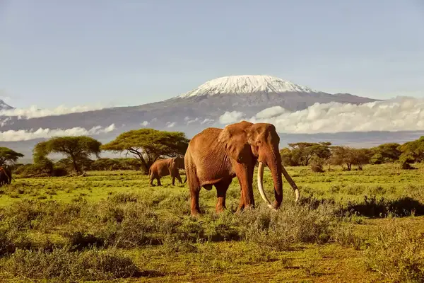 elephant on a grassy field with mount kilimanjaro 